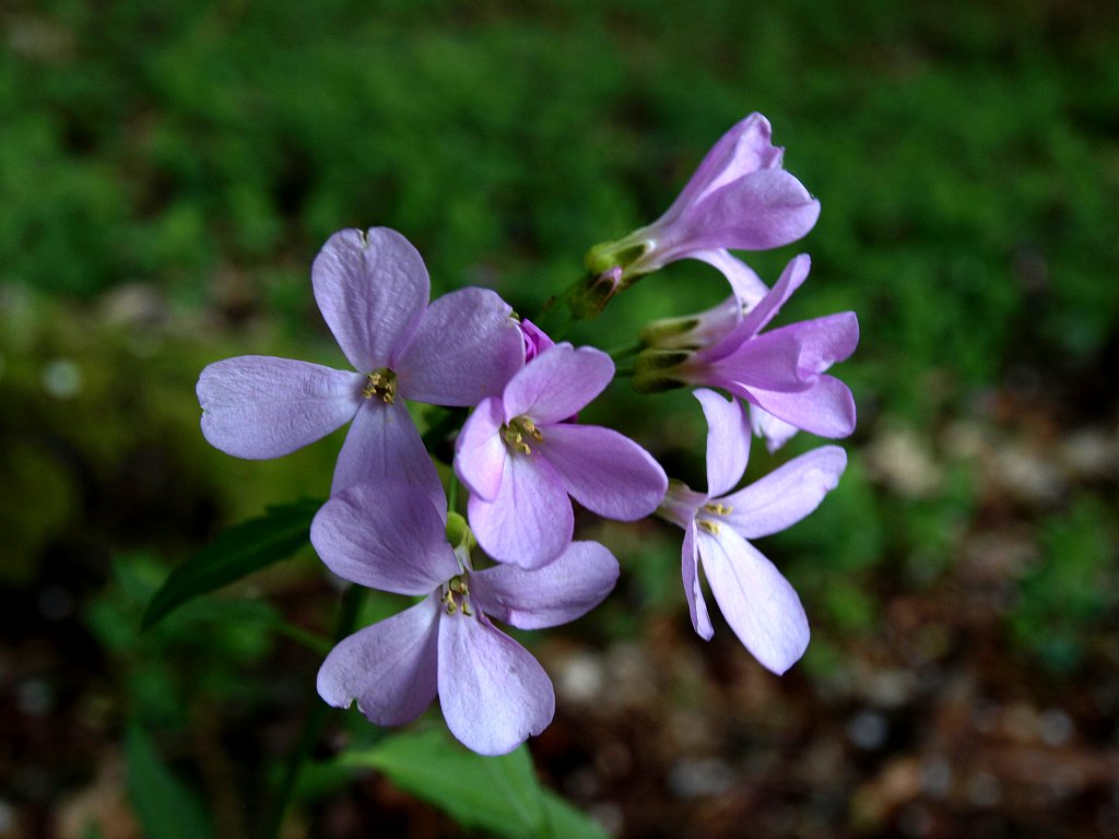 Cardamine bulbifera